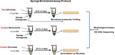 Quorum Sensing Signaling Alters Virulence Potential and Population Dynamics in Complex Microbiome-Host Interactomes